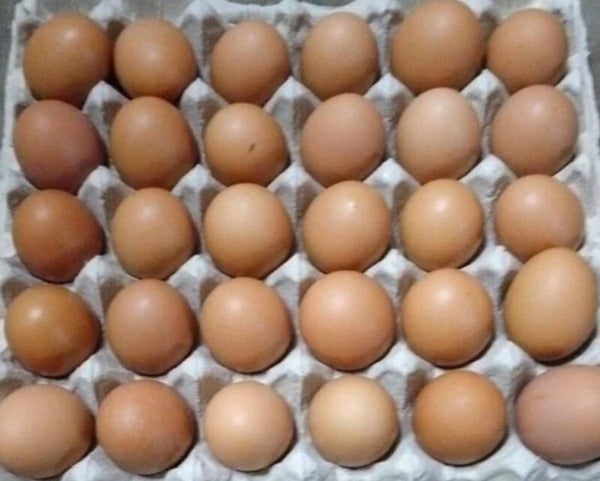 12 x Large Brown/cream Chicken Hatching Eggs