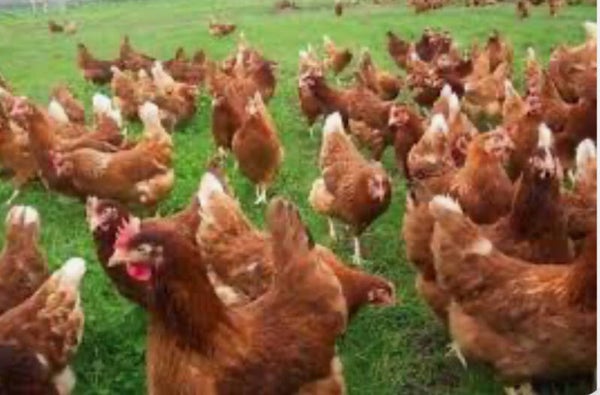 6 x Large Brown/cream Chicken Hatching Eggs