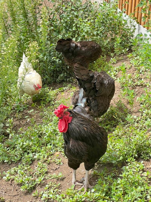 12 x Fertile chicken hatching eggs Mixed breeds