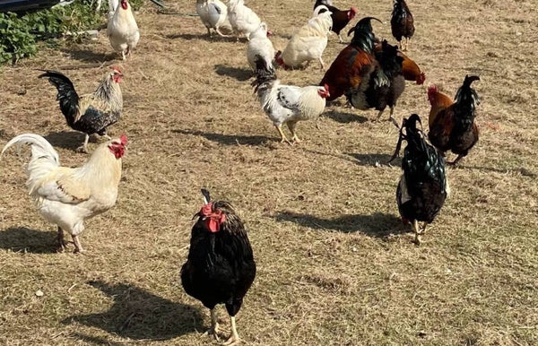 6x Fertile Chicken Hatching eggs mix breed