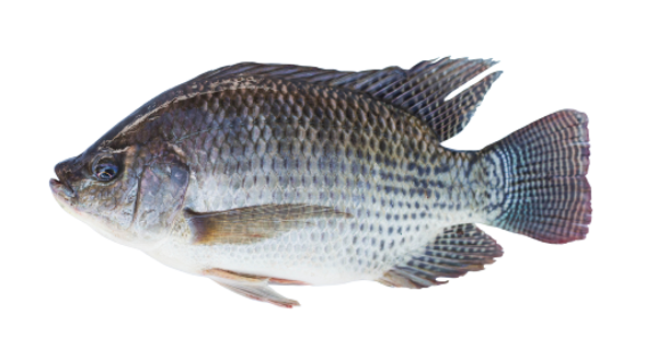 Tilapia