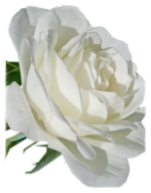 Weiße Rose ©FriedenundDiplomatie.de