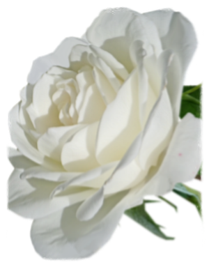 Weiße Rose ©FriedenundDiplomatie.de