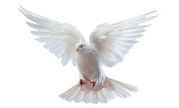  Frieden und Diplomatie