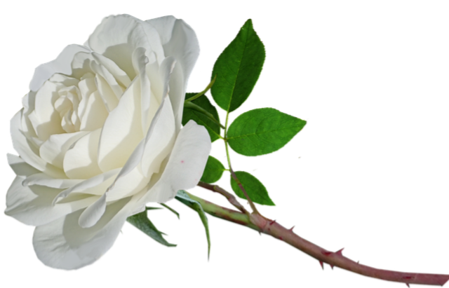 Weiße Rose ©FriedenundDiplomatie.de