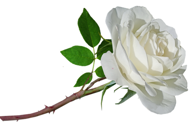 Weiße Rose ©FriedenundDiplomatie.de