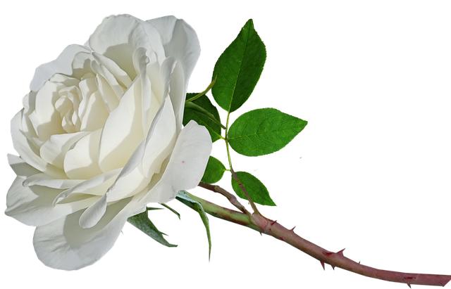 Rose FriedenundDiplomatie.de