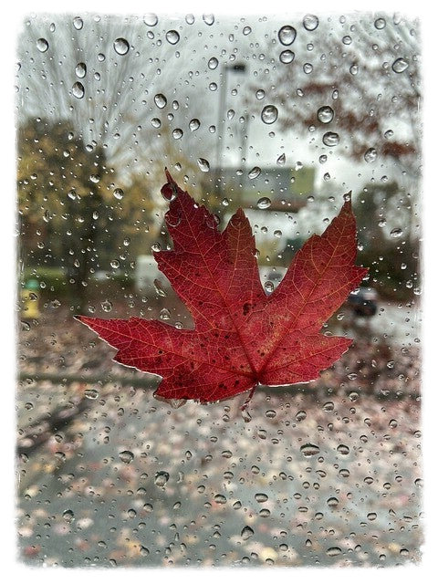 Herbstblatt FriedenundDiplomatie.de