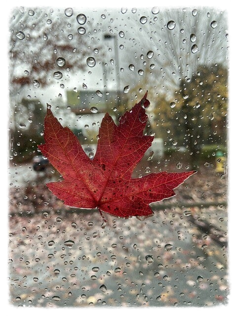 Herbstblatt FriedenundDiplomatie.de