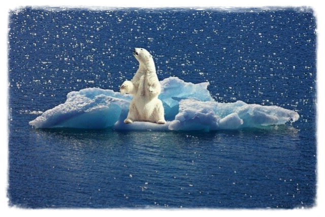 Eisbär auf Scholle FriedenundDiplomatie.de