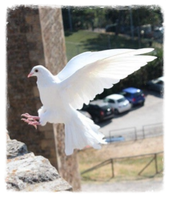 Friedenstaube FriedenundDiplomatie.de