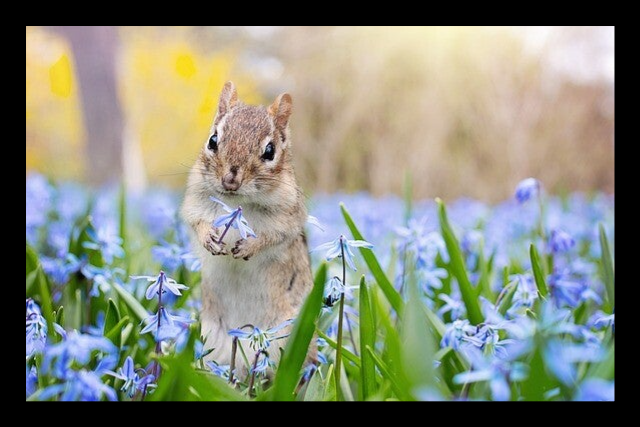 Eichhörnchen Frieden und Diplomatie