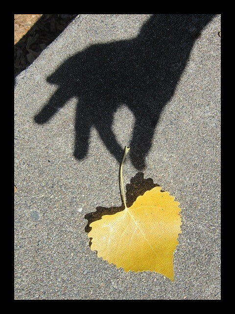 Blatt Herz Frieden und Diplomatie