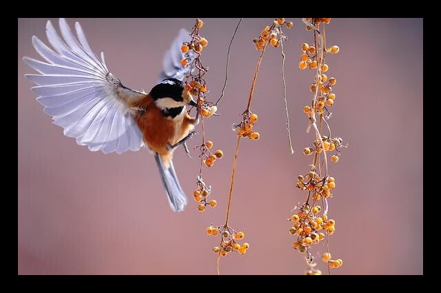 Vogel Frieden und Diplomatie