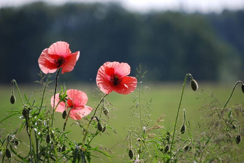 Frieden und Diplomatie