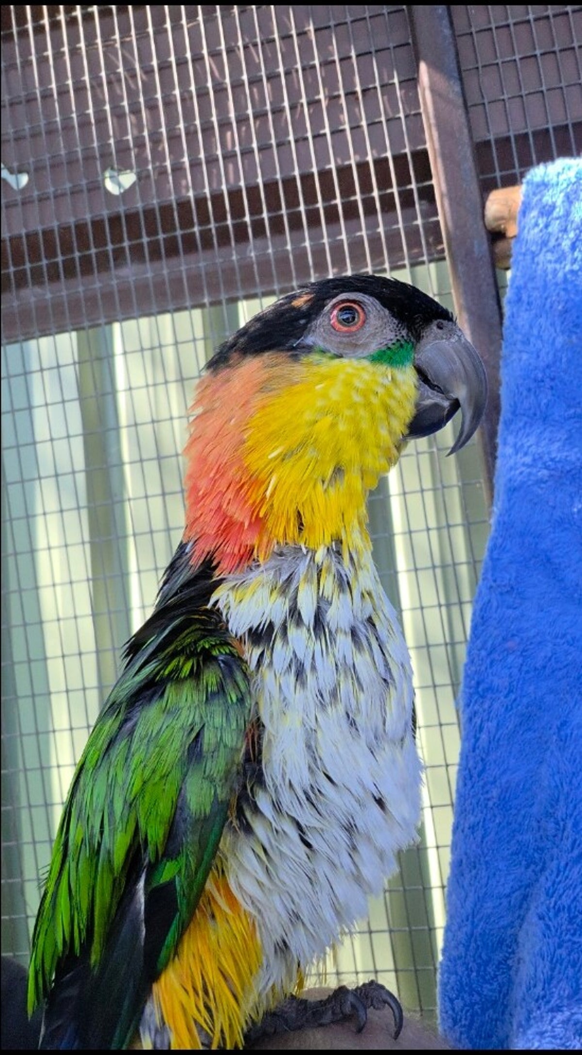 Squeaky, a Black-headed Caique