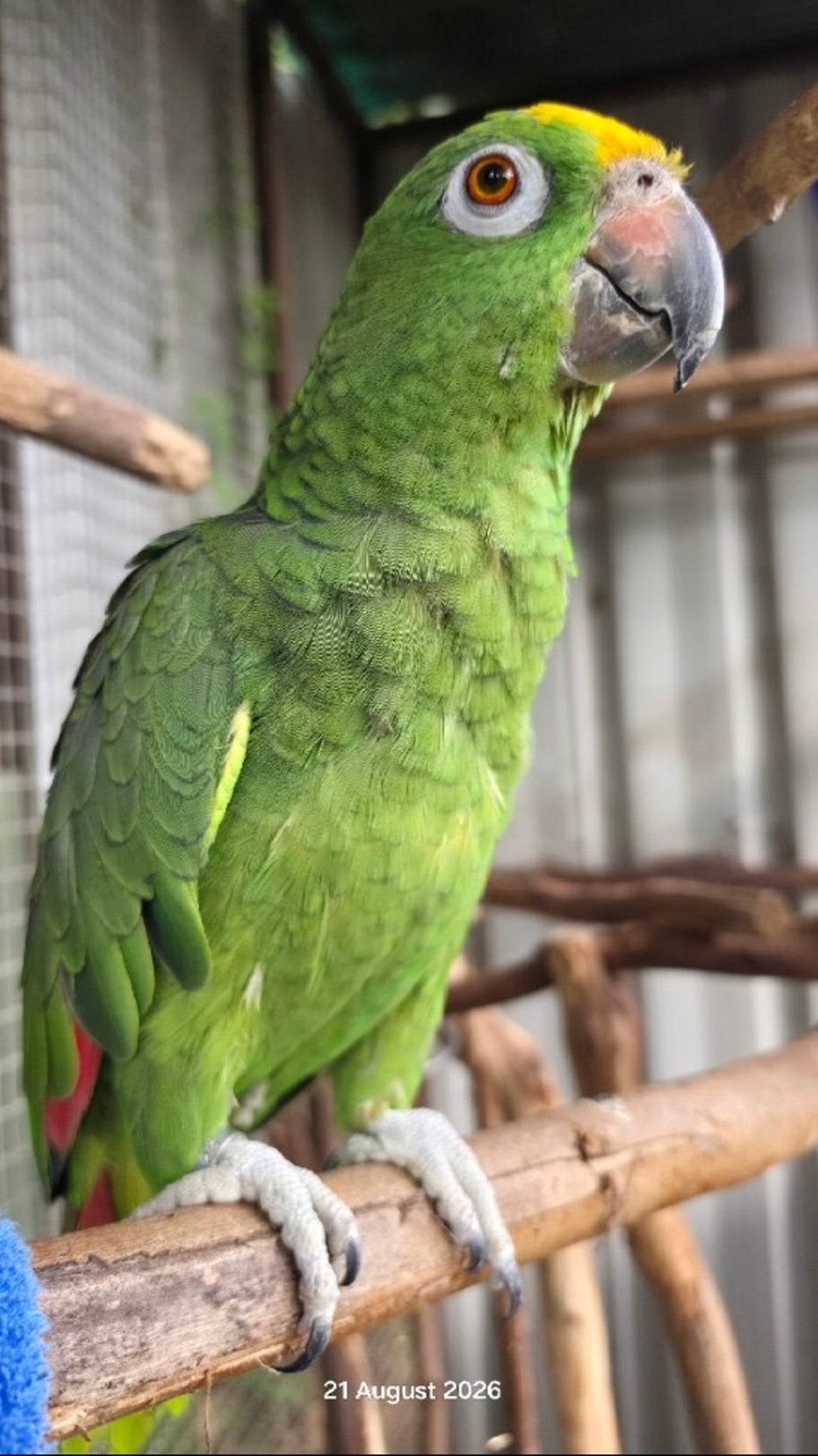 Coco the Yellow-crowned Amazon