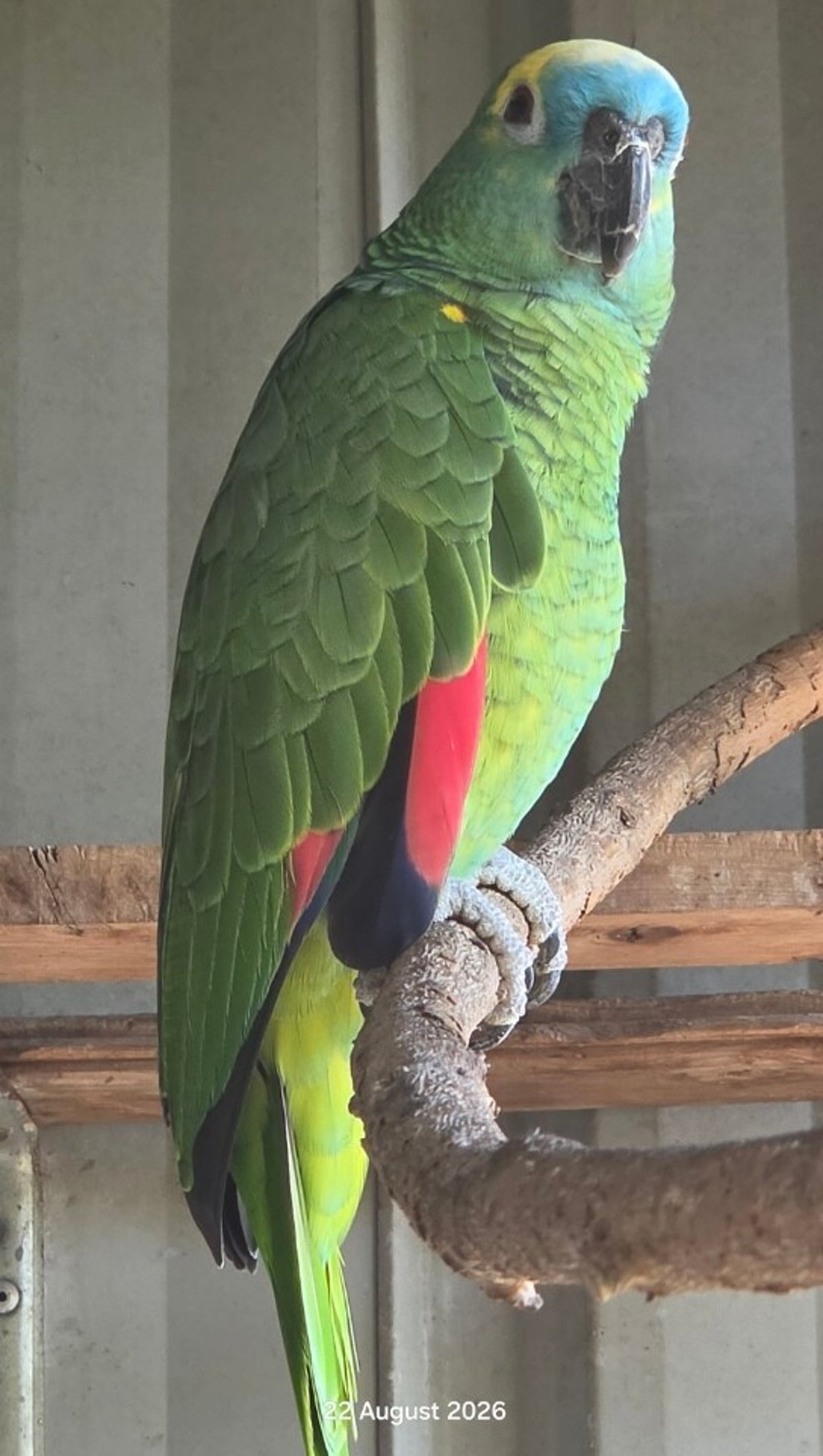 Gracie the Blue-fronted Amazon