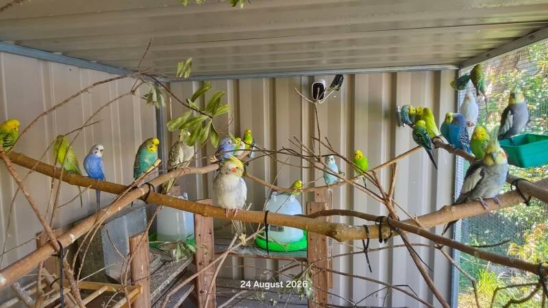 Budgies and cockatiels enjoying natural branches in the sanctuary aviary