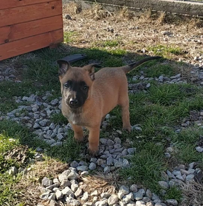 Malinois κουτάβια του Εκτροφείου μας La Meandre Noir