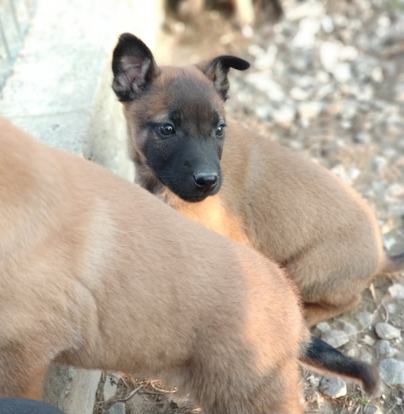 Malinois κουτάβια του Εκτροφείου μας La Meandre Noir