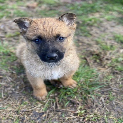 Διαθέσιμα κουτάβια Malinois γεννημένα 28/12/2020