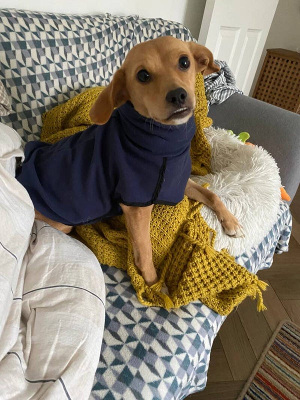 BLUE- Fleece Base with Under Belly and Snood