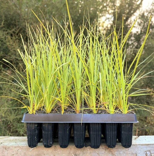 Eco-sourced Cabbage Tree (preorder)