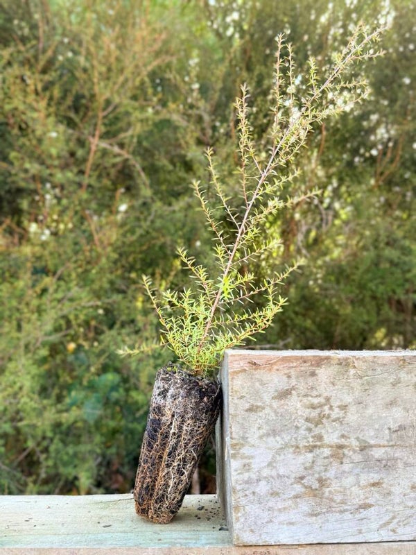 Manuka
