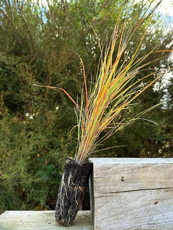 Wind grass