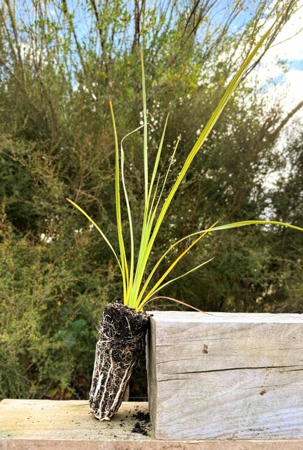 Cabbage Tree