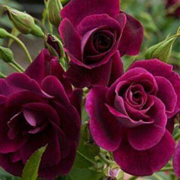 Rosa Burgundy Ice kw