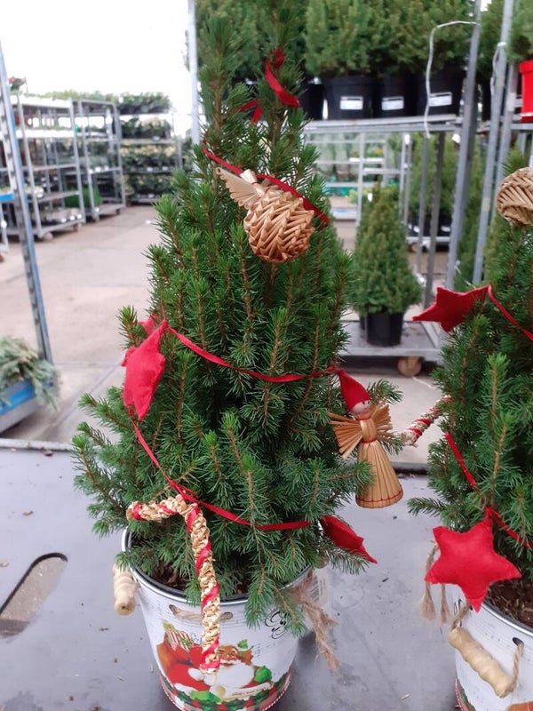 Mini  versierde kerstboom in pot