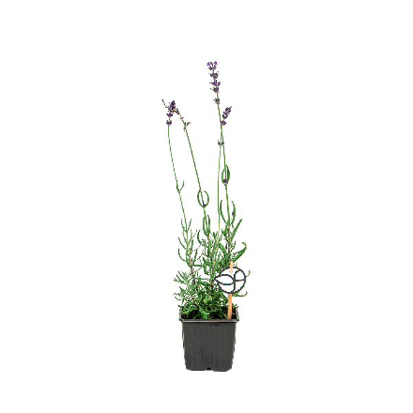 Lavandula angustifolia 'Hidcote'