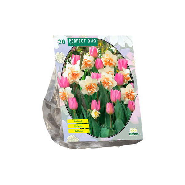 Perfect Duo (Narcissus+Tulipa) per 20