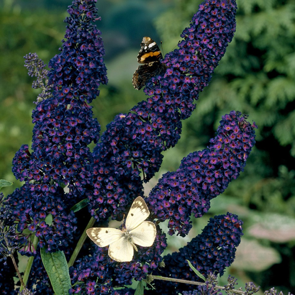 Buddleja davidii 'Black Knight' (Vlinderstruik) 50cm