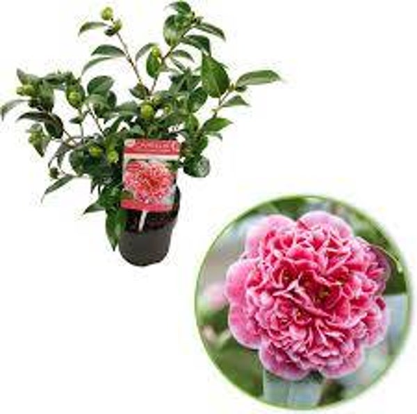 Camelia Camellia x Williamsii 'Volunteer' roze