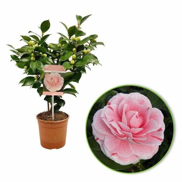 Camellia japonica William Bartlett
