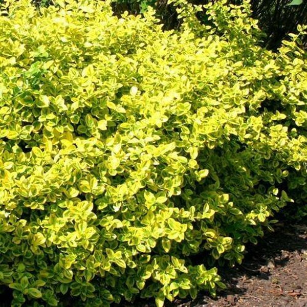 Euonymus fortunei Emerald n Gold