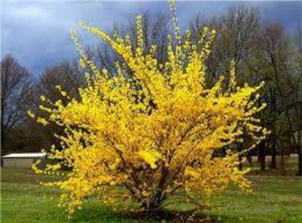 Forsytia