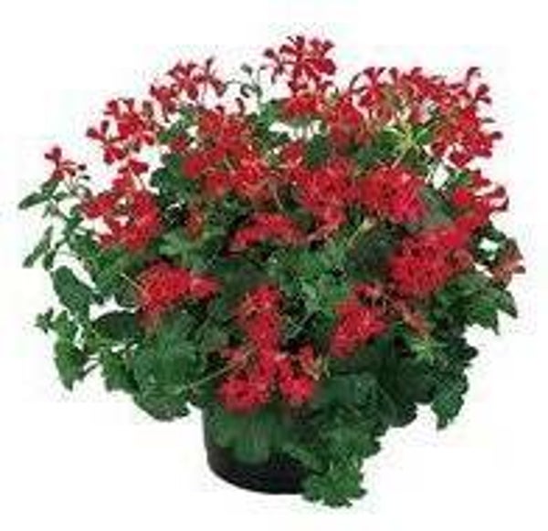 Hang geranium rood (12 stuks)