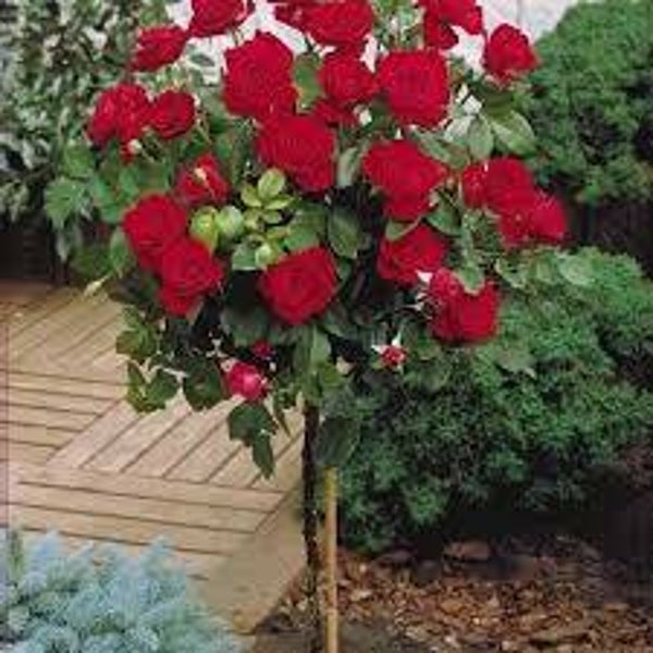 Rosa Dame de Coeur stamroos 100-110 cm