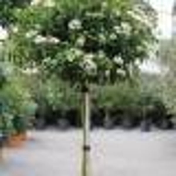 Viburnum Tinus (Sneeuwbal) op stam