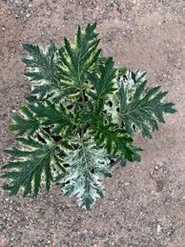 Acanthus mollis 'Whitewater'