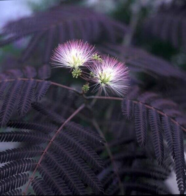 Albizia julibrissin Summer Chocolate (50cm)