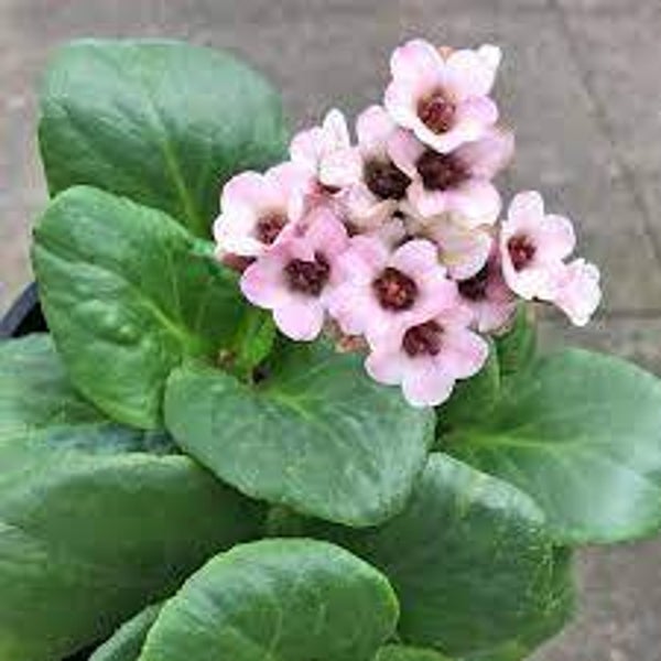 Bergenia "Bach"