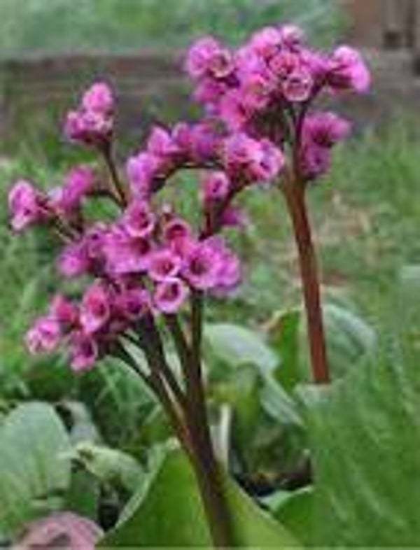 Bergenia Cordifolia (schoenlappersplant)