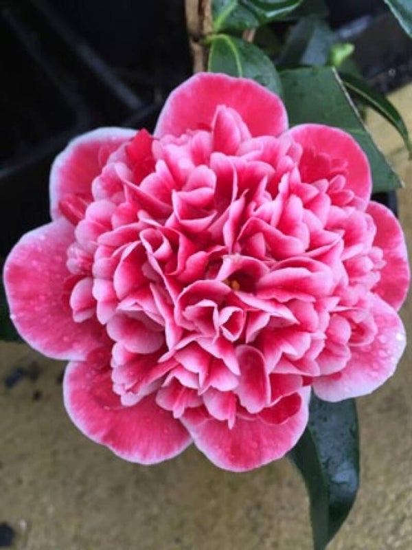 Camellia j. 'Volunteer'
