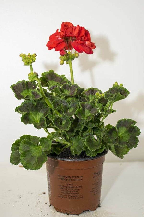 Geranium staand (12 stuks)