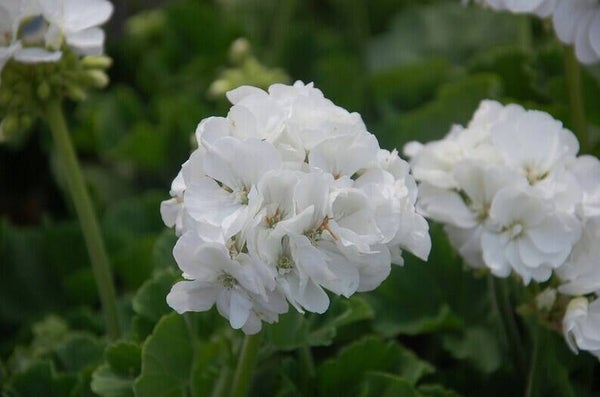 Geranium wit (staand)